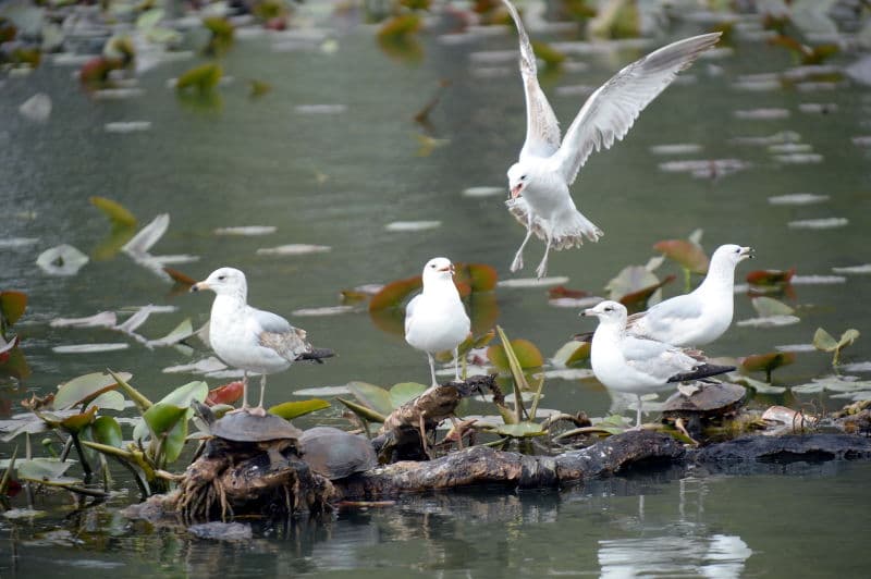 Baisley Pond Park (South) tennis courts 2