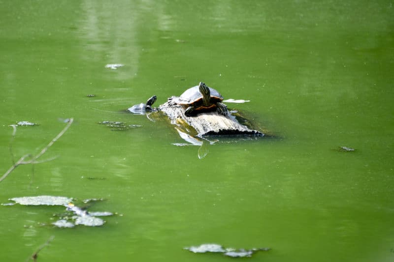 Forest Park tennis courts 3