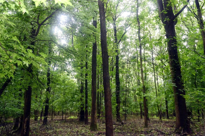 Greenbelt Recreation Center tennis courts