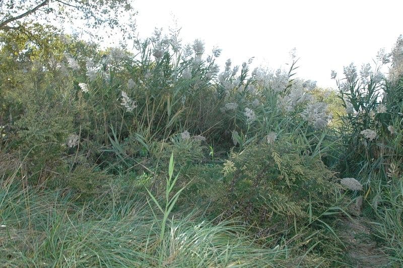 Kaiser Park tennis courts 2